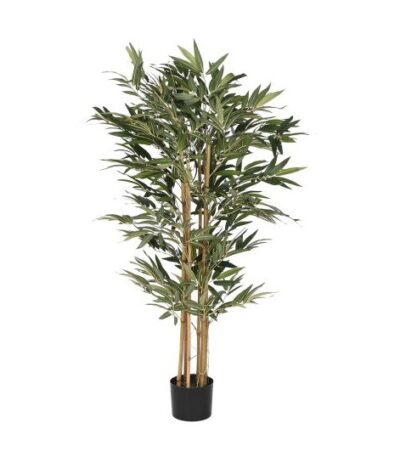 PIANTA BAMBUH150